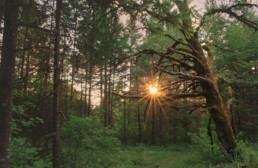 sunset through woods