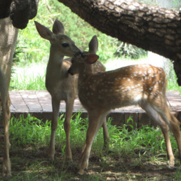 two fawns on lawn