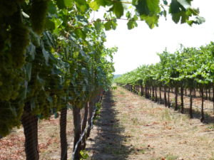 New Clairvaux goes organic: rows of grapevines on trellis