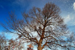 A large tree against a blue sky with clouds