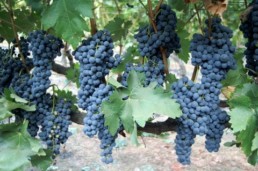 true vine, red grape clusters hanging from vine